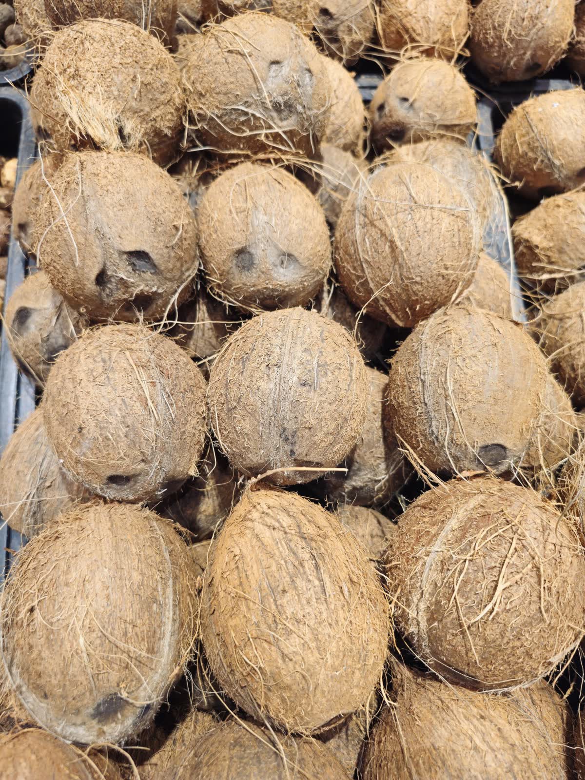 Dehusked mature coconuts with dry brown fibre and visible eyes