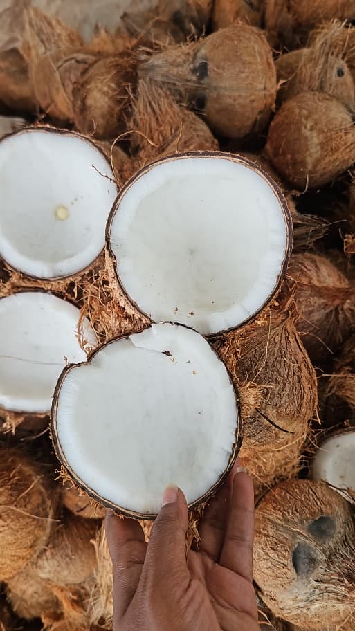 Split mature coconuts held up over a pile of whole nuts