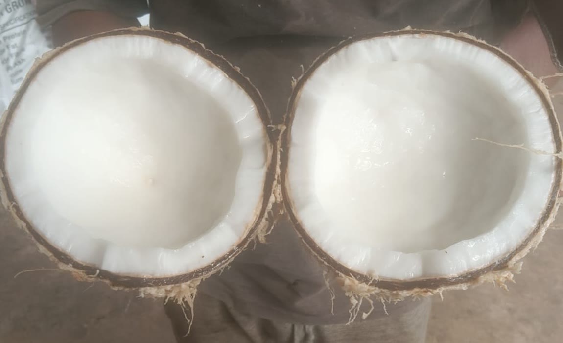 Two halves of a split mature coconut showing thick white kernel