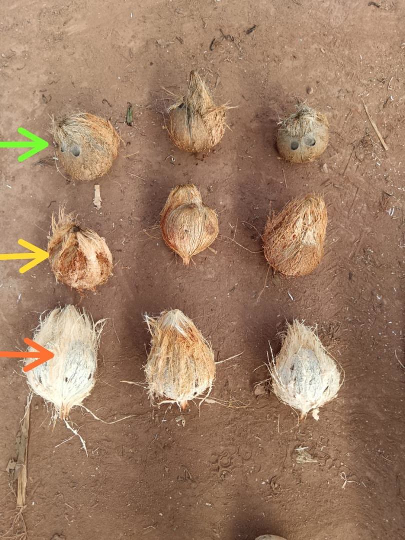 Nine dehusked coconuts on soil in three rows. Top row brown fibre with visible eyes, marked green. Middle row reddish fibre, marked yellow. Bottom row pale white fibre, marked orange.