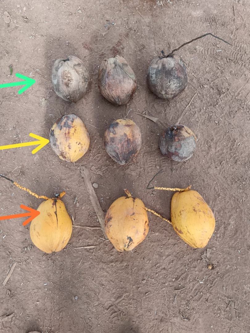Nine whole coconuts on soil in three rows. Top row brown and dry, marked with a green arrow. Middle row yellow-brown, marked yellow. Bottom row bright yellow, marked orange.