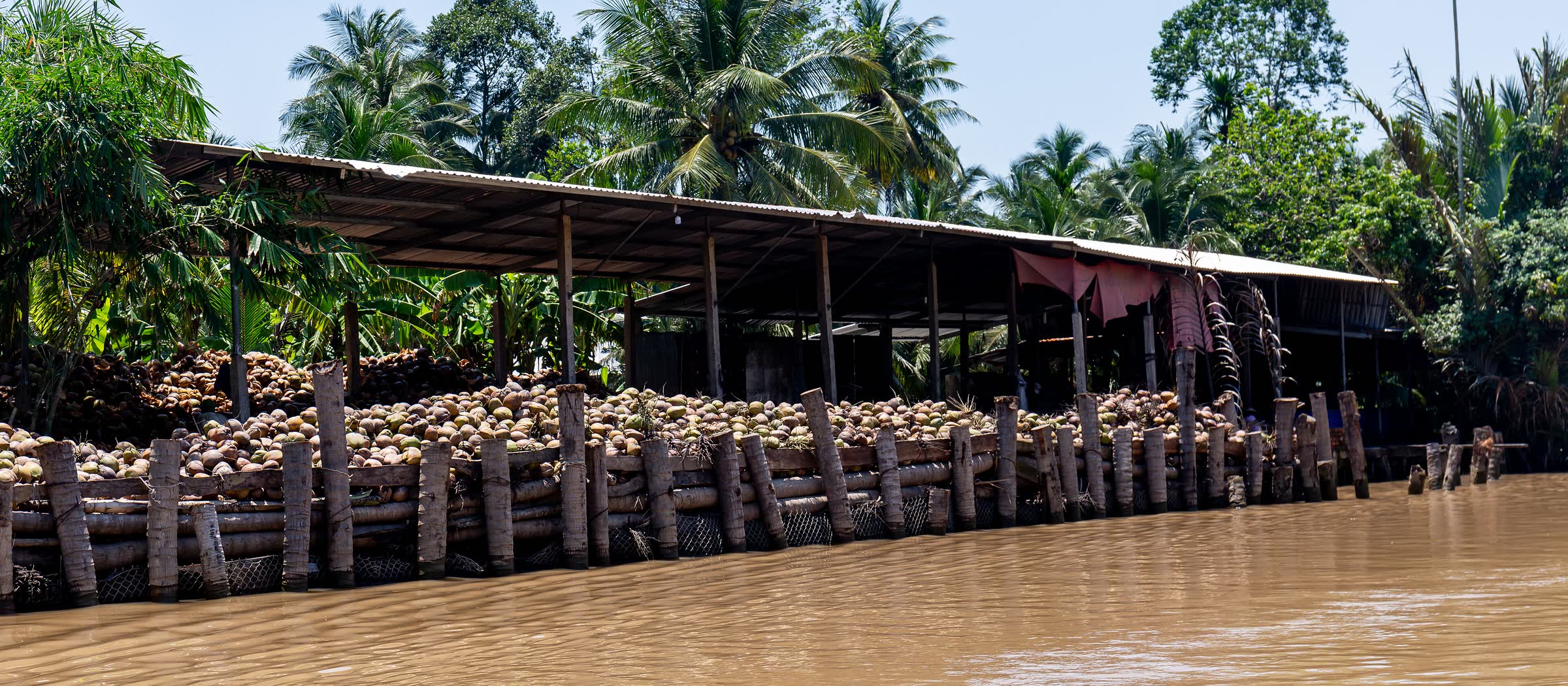 Mature coconuts piled high under a covered shed beside a river