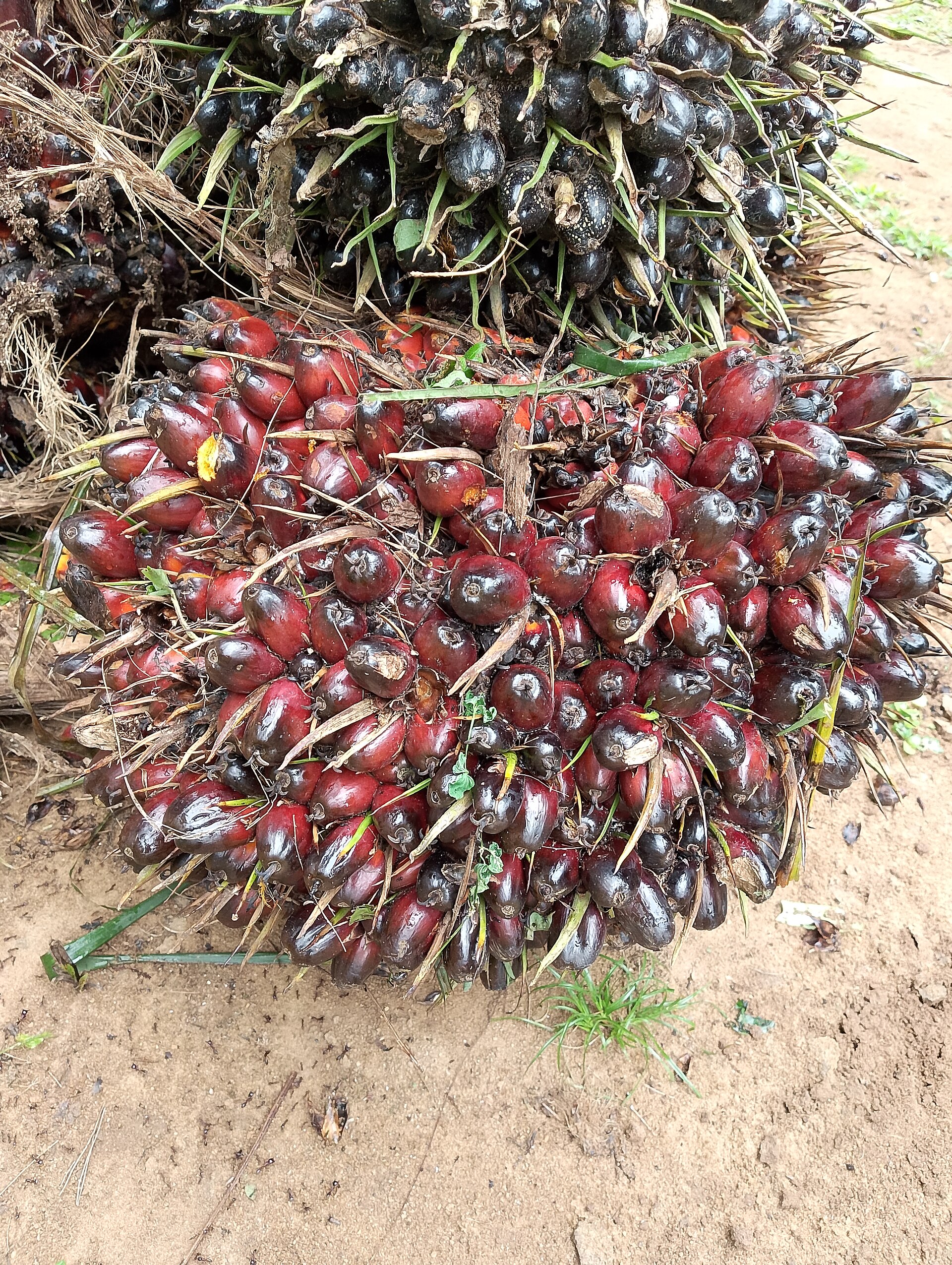 Freshly harvested oil palm fruit bunches